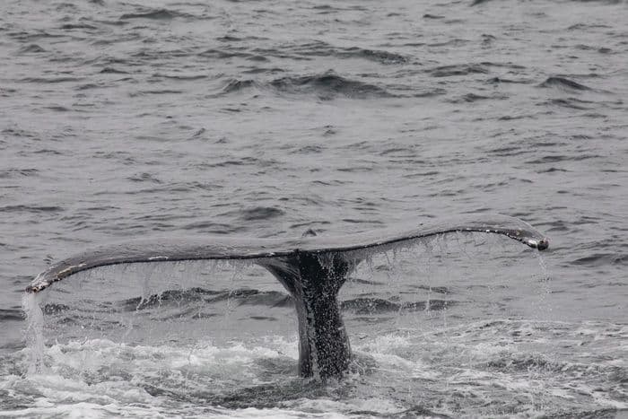 Silversea - Silver Muse - Whale Watching.jpg